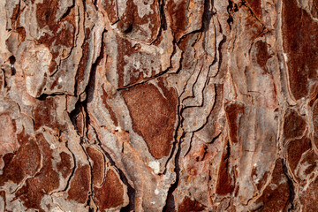bark of tree