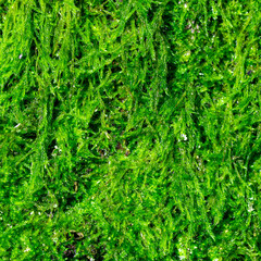 Green lush moss background