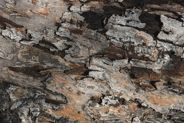 close-up of tree bark texture, macro photography