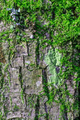 mossy bark of a tree