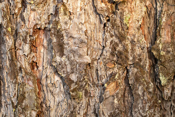 bark of a tree