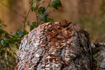 Obraz premium tree trunk in the forest with leaf gowing