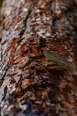 Leaf growing out of log in the forest