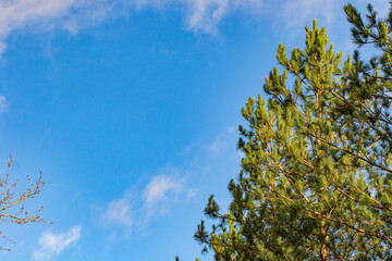 tree in the sky