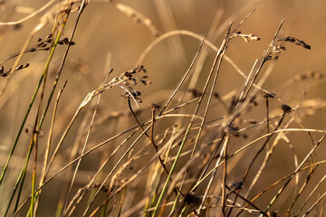 grass in the wind