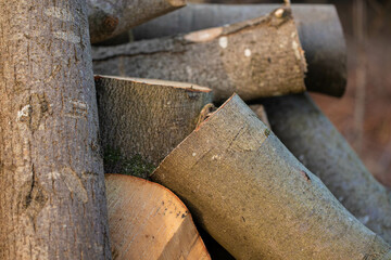 Pile of logs in the wood