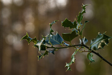 Holly leaves on a branch in woods