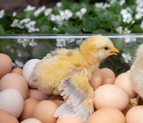 newly hatched yellow chick, spreading its wings, sits in a box with many eggs stacked in it. Selective focus. Poultry farming. raising chickens. spring season, new life in the bird world