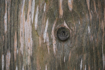 close up of wood texture with natural fibers, board material for construction