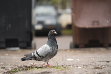 street pigeons are resting in an urban environment