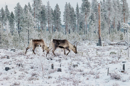 Deers in wood © CTembert