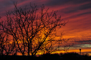 Fototapeta premium sunset in the woods