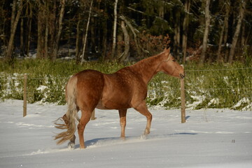 Winter auf der Pferdekoppel, schöne Pferde im Schnee