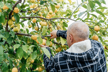 Senior farmer picks up lemons at a his organic orchard.