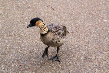 A view of a Hawaiian Goose