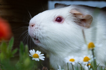 Beautiful, sweet, adorable portrait of an albino guinea pig enjoying eating daisy flowers in the garden. House Pets - obrazy, fototapety, plakaty