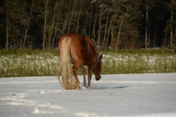 Winter auf der Pferdekoppel, schöne Pferde im Schnee