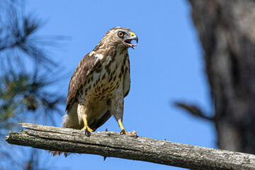Broadwing hawk perched on tree limb isolated blue sky