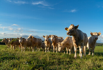 Neugierige Kühe auf einer Weide schauen in die Kamera.