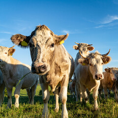 Aufmerksamme Rinder auf einer Weide im Sonnenschein.