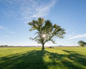 Large tree in a grassy yard with the morning sun shining through the branches, Indiana, USA