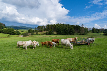 Auf einer grünen Wiese im steilen Geländer, Mutterkuhherde mit Kälbern.