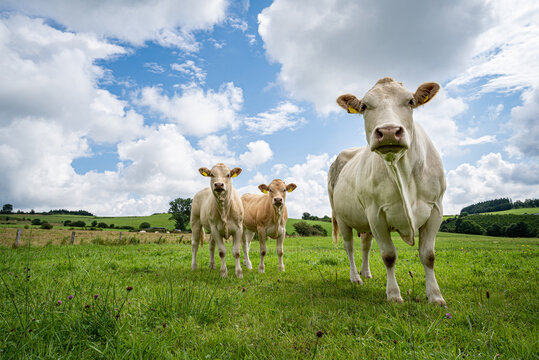 Mutterkuh mit zei jungen Rindern auf einer Weide, Mutterkuh neugierig, ist die erste.
