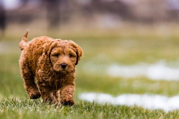 Puppy in the Grass