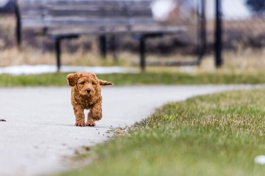 Puppy Walking