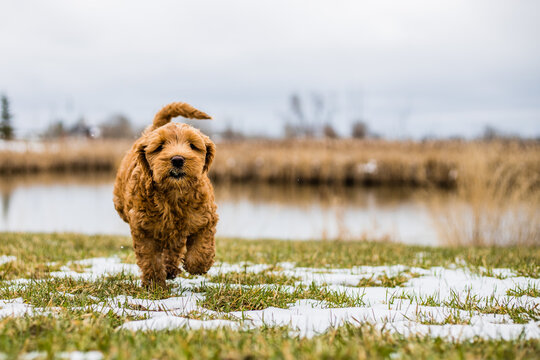 Puppy in the Park