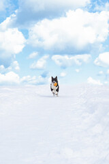 Welsh Corgi Pembroke. A dog running with a toy in the snow. Pets