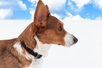 Dog. Welsh Corgi Pembroke. Landscape - nature. Pets