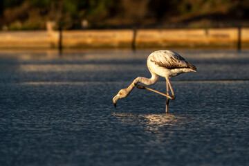 Flamingo's during a beautiful orange sunset in Portugal, the Algarve