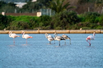 Flamingo's during a beautiful orange sunset in Portugal, the Algarve