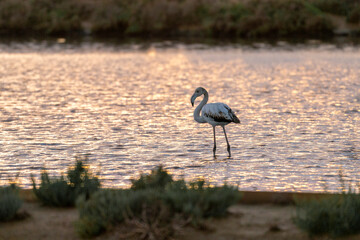 Flamingo's during a beautiful orange sunset in Portugal, the Algarve
