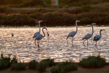 Flamingo's during a beautiful orange sunset in Portugal, the Algarve