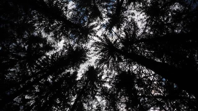  Silhouette of trees moving sky cloud forest branches black looking up