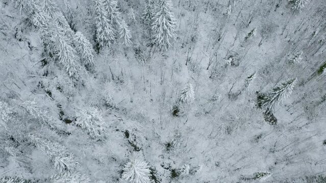 Top view of wild coniferous forest in winter. Clip. Flying over tops of snowy trees in winter. Beautiful winter forest with snow trees