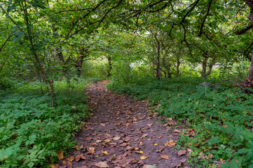 Fototapeta na wymiar Scenic path in the green forest