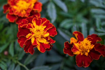 Red yellow flower of Tagetes plant with green blurred background.