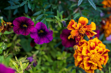 Orange flower of Tagetes plant and purple flower of Salpiglossis plant with green blurred background.