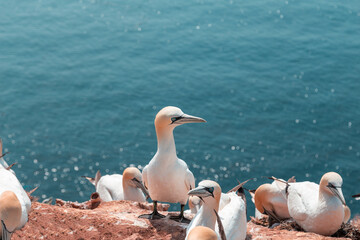 Portrait of Gannets on the red cliffs of the island of Heligoland
