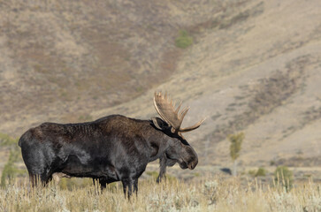 Bull Moose During the Rut in Wyoming in Autumn