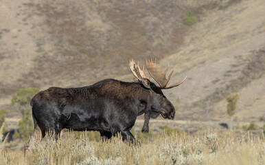 Naklejka na ściany i meble Bull Moose During the Rut in Wyoming in Autumn