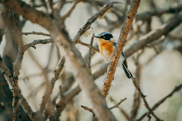 Priritschnäpper (Batis pririt) mit intensiv gefärbter oranger Brust auf einem Baum, Omatozu,...