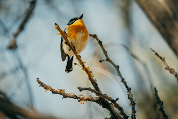 Priritschnäpper (Batis pririt) mit intensiv gefärbter oranger Brust auf einem Baum, Omatozu, Namibia