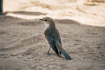 Marico-Fliegenschnäpper (Melaenornis mariquensis) auf dem Boden nach Futter suchend, Namibia
