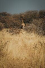 Einzelne Giraffe (Giraffa giraffa) steht im trockenen Buschland, Omatozu, Namibia © Michael