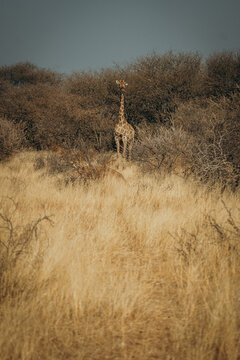 Einzelne Giraffe (Giraffa giraffa) steht im trockenen Buschland, Omatozu, Namibia