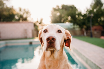 portrait of beautiful dog standing by swimming pool at sunset in backyard